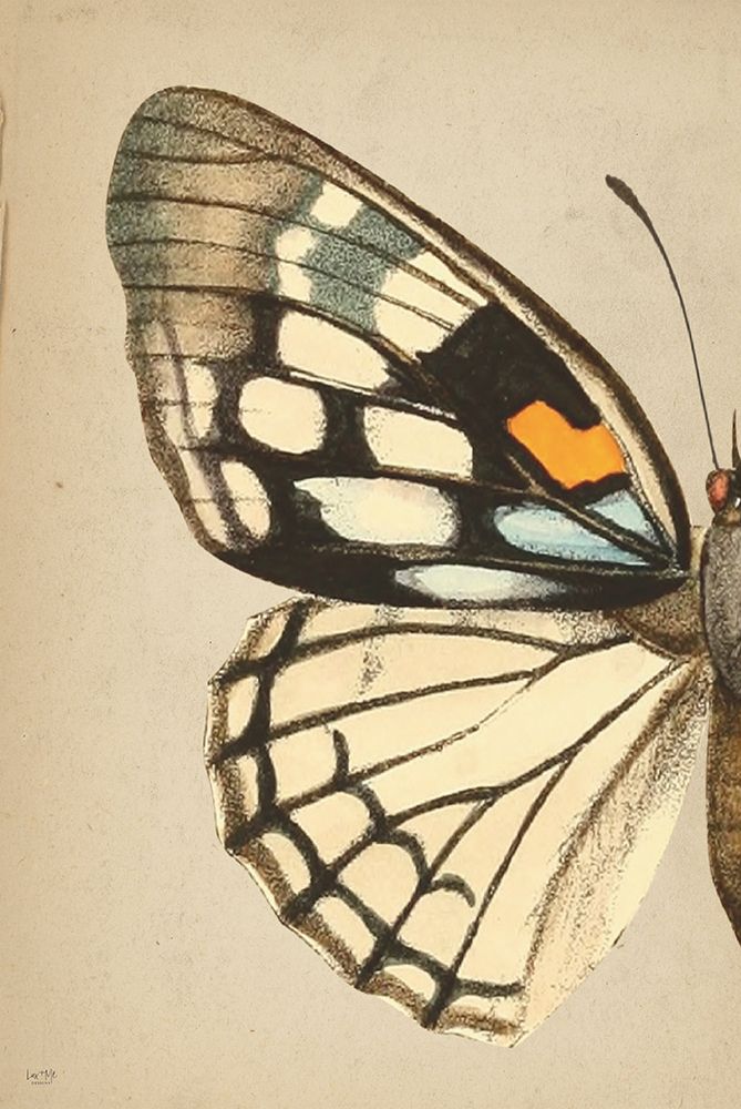 Butterfly 1