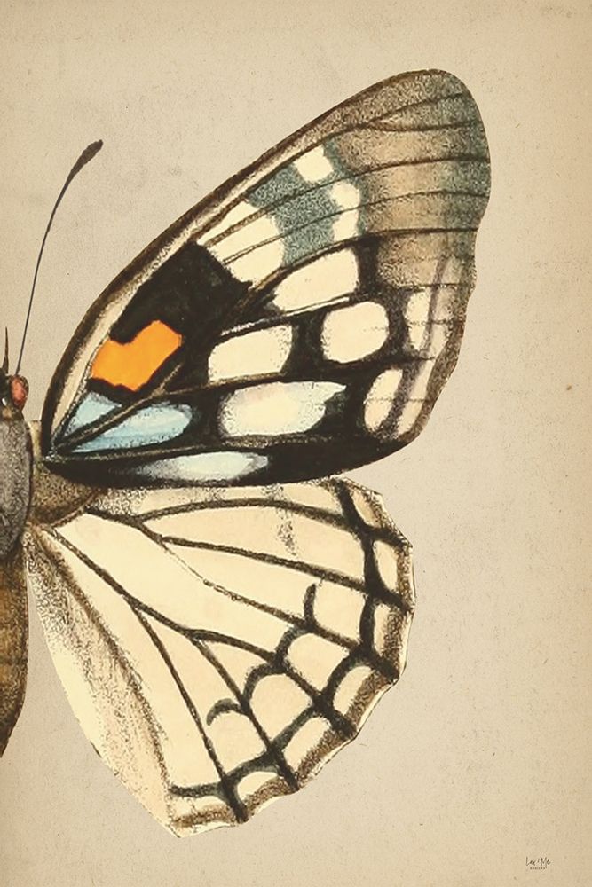 Butterfly 2