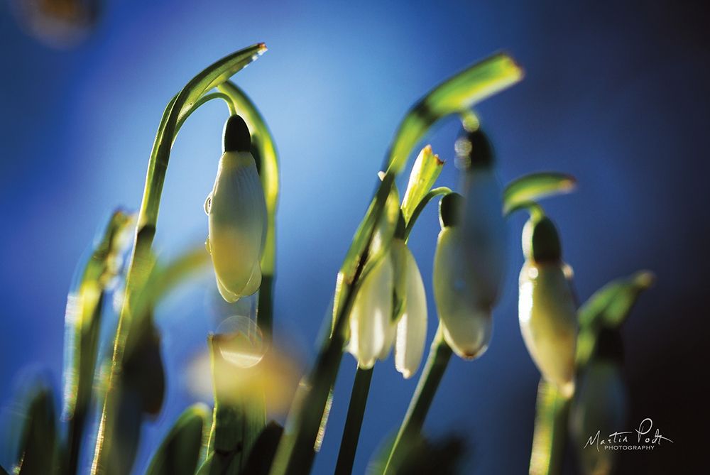 Snowdrops V