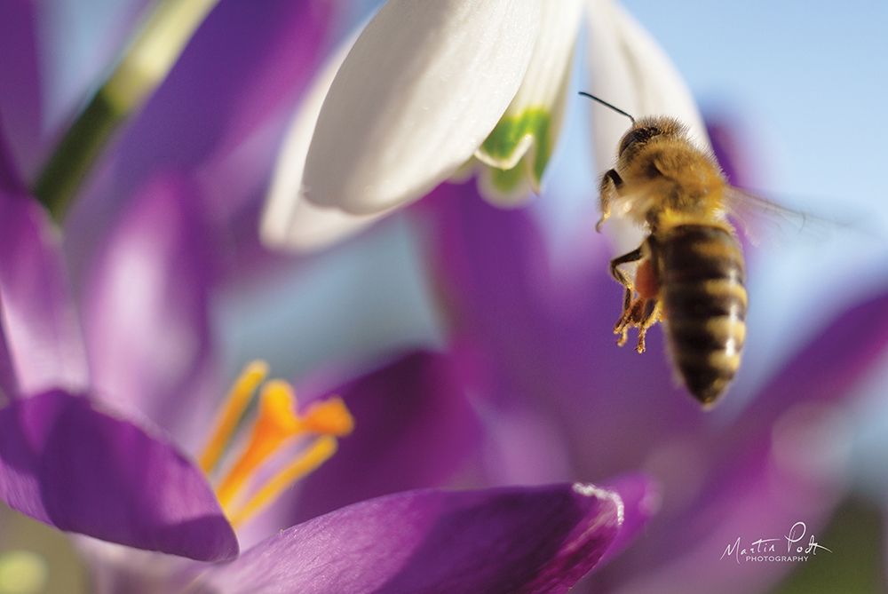 Bee I