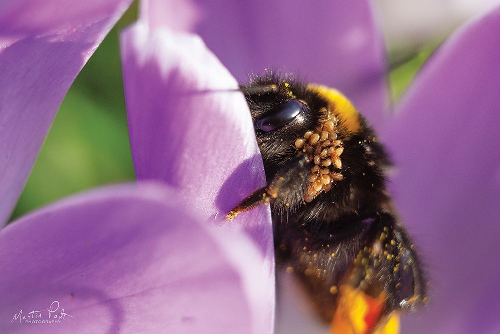 Bee II