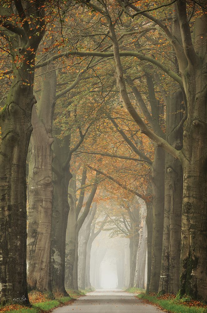 Beech Lined Road