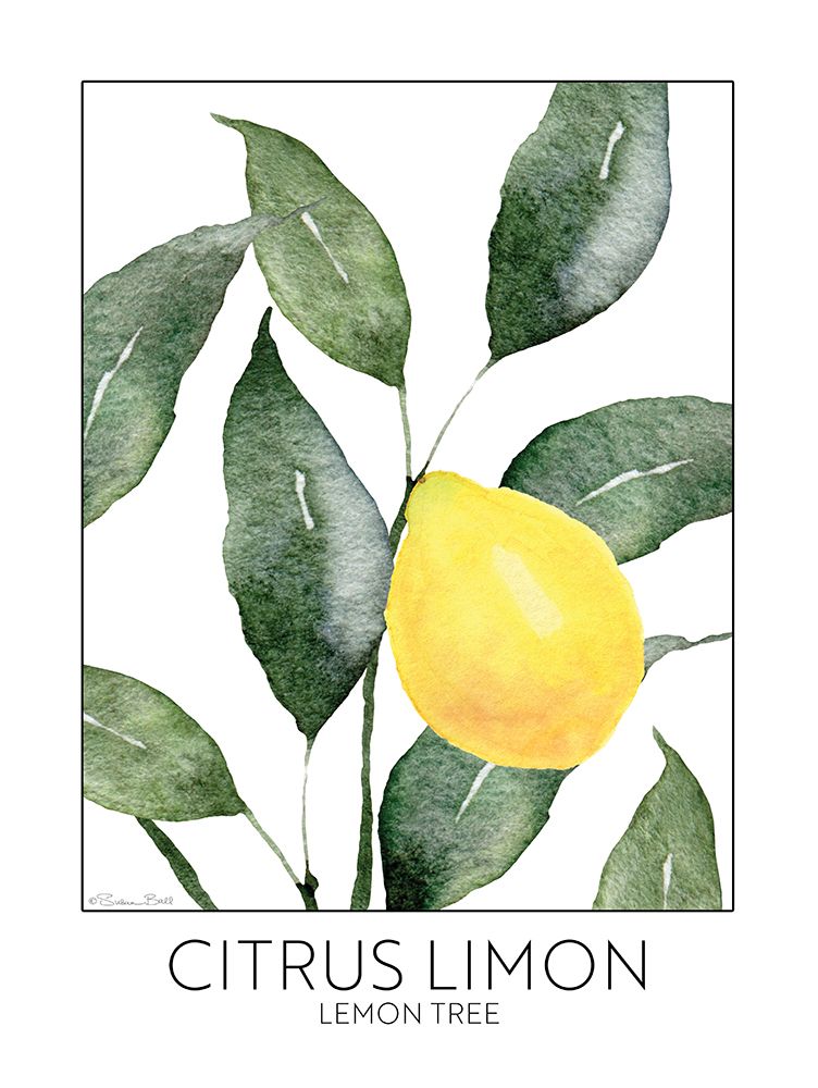 Lemon Tree