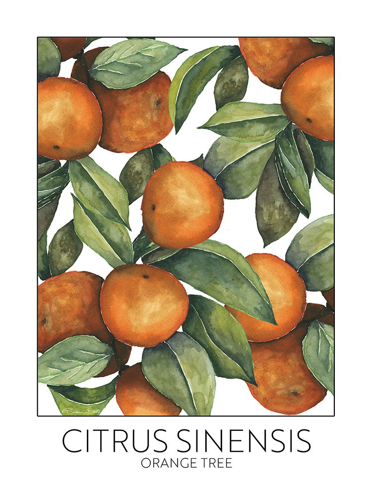 Orange Tree