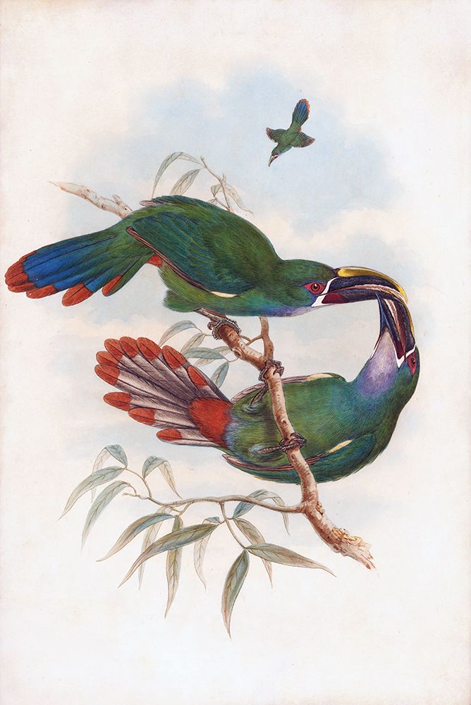 Gray Throated Toucanet