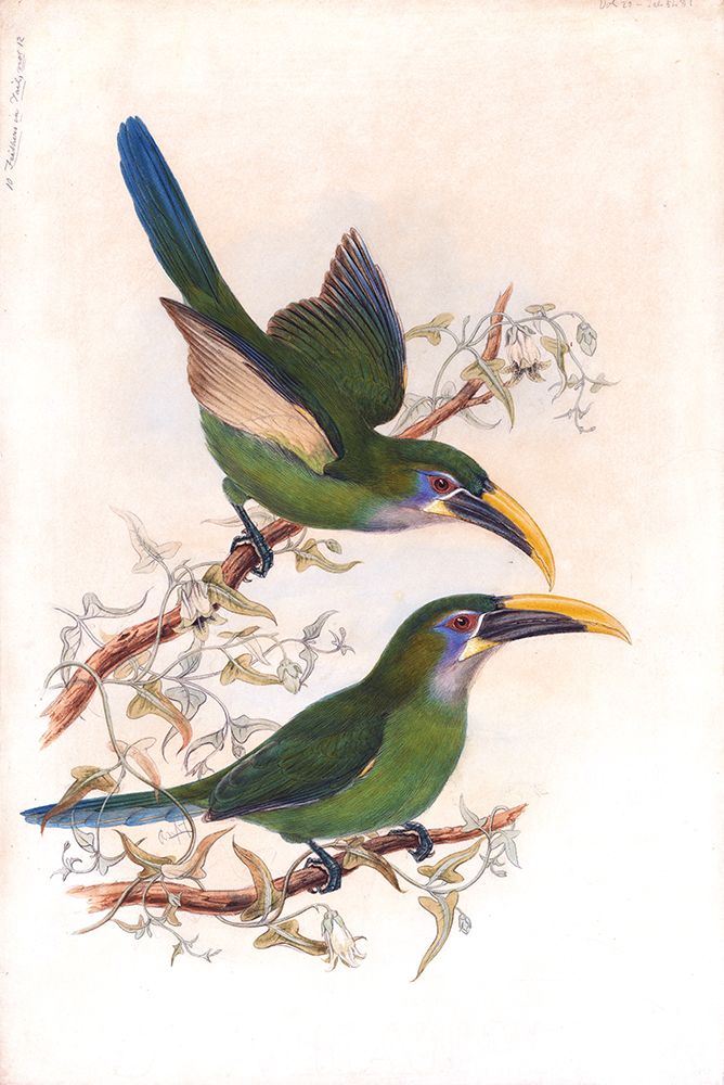 Yellow Billed Toucanets