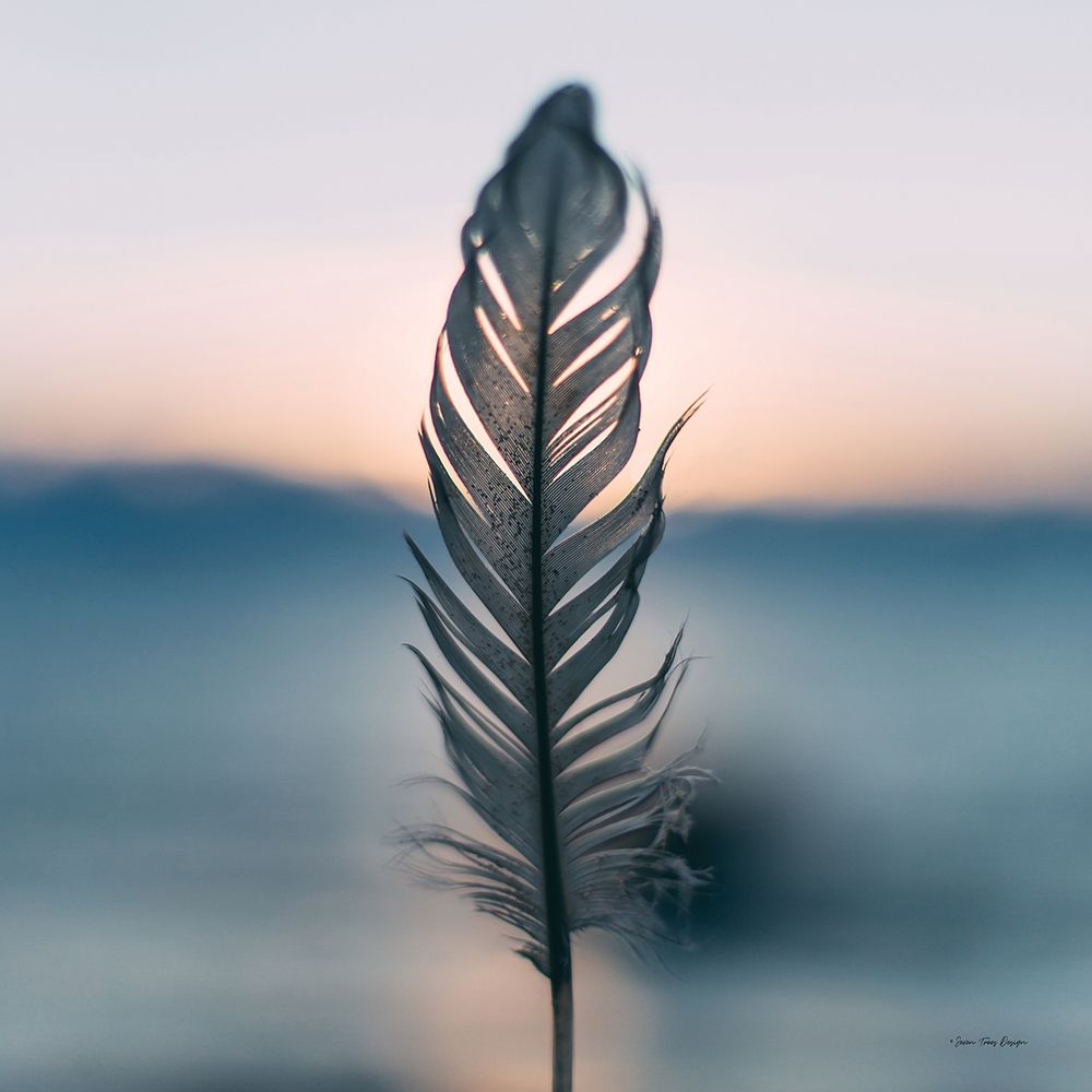 Feather Sunset