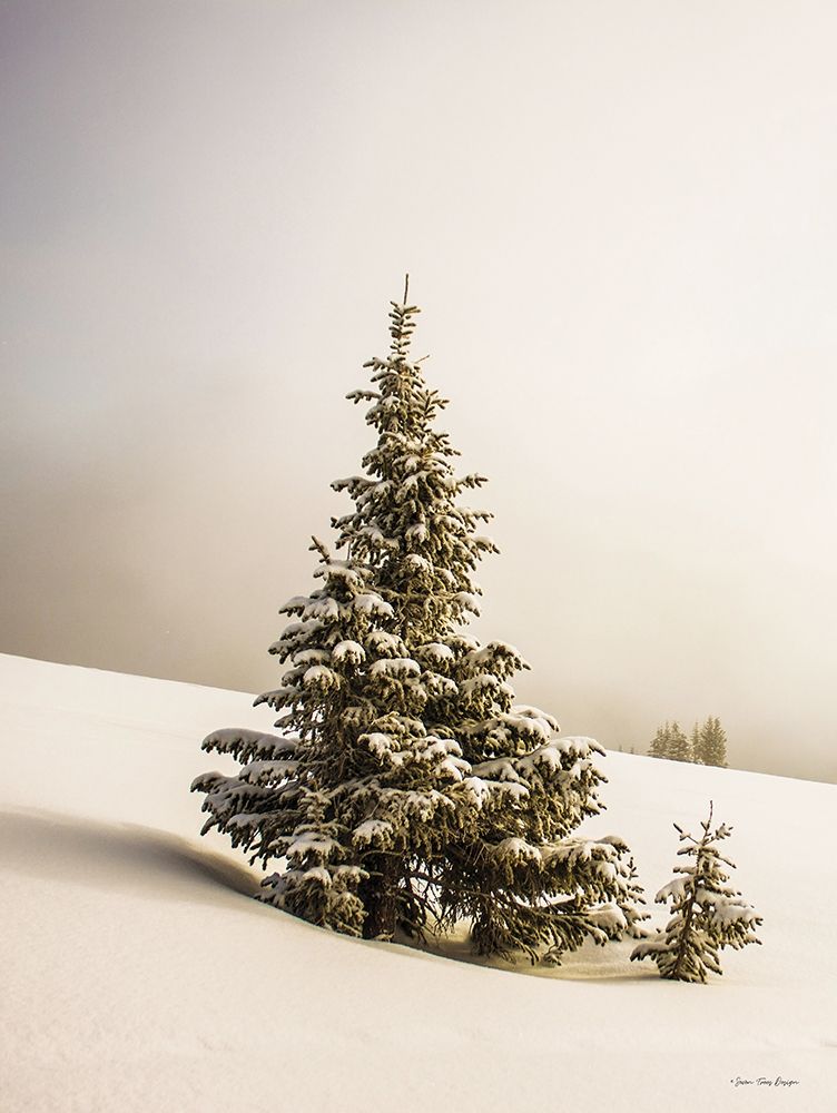 Pine Trees in the Snow