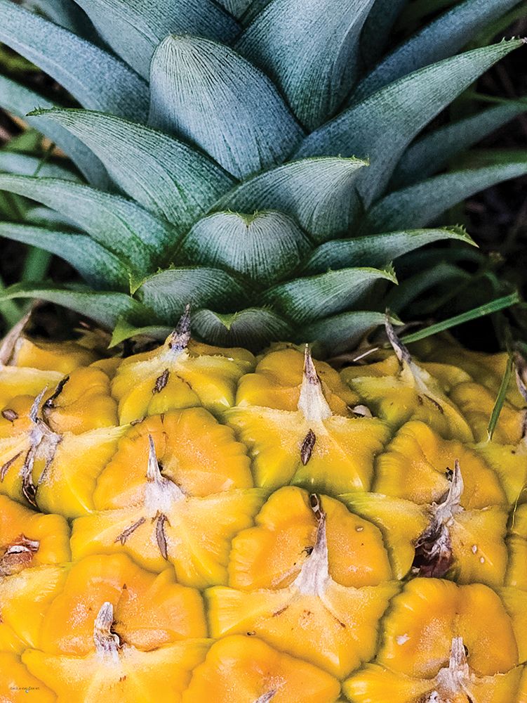 Prickly Perfection