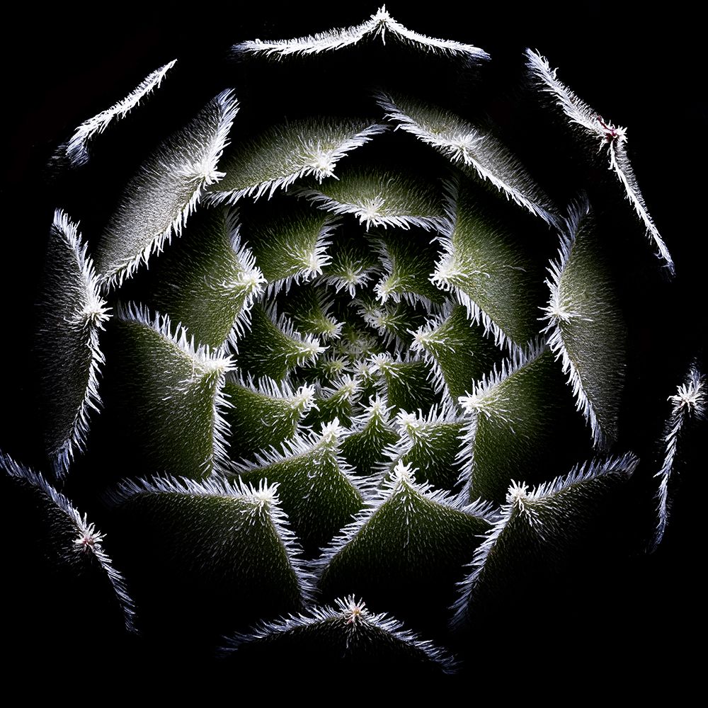 Sempervivum Rosette