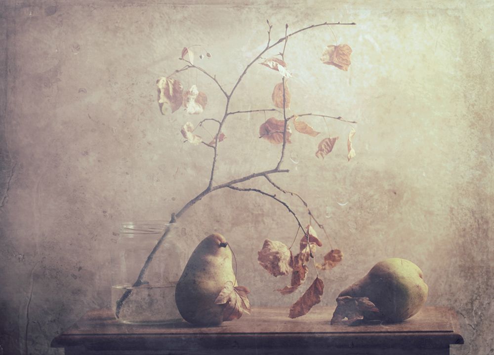 The Dead Leaves