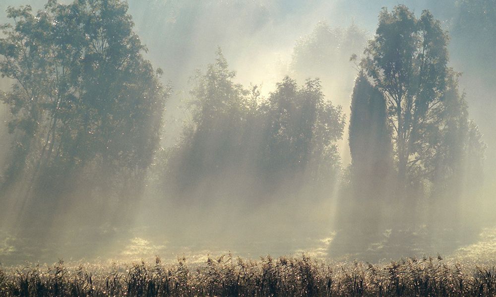 Misty Morning In The Forest.