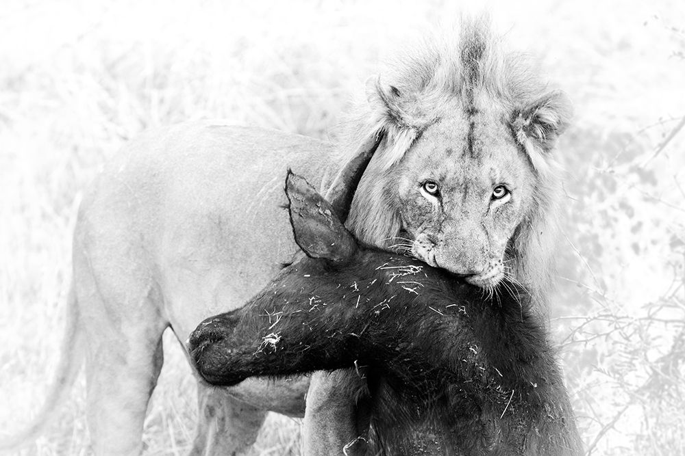 Poor Buffalo