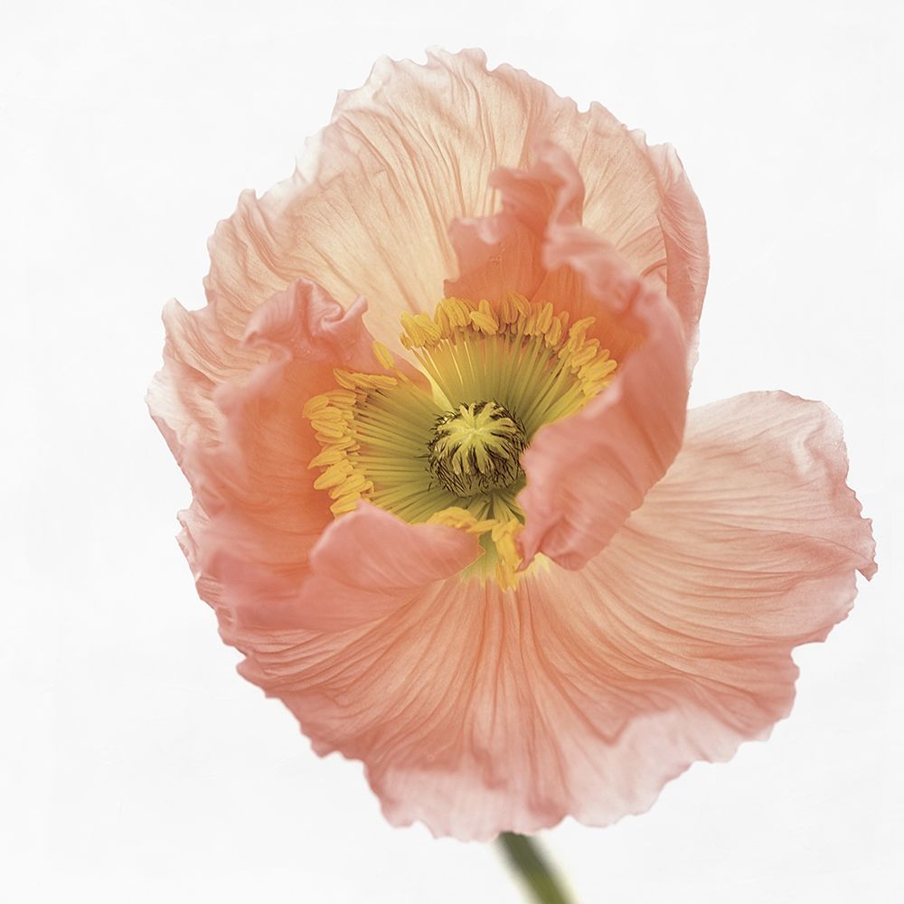 Poppy