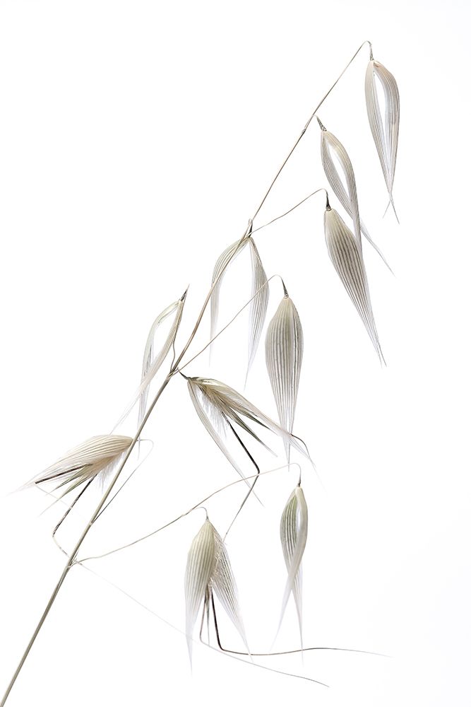 Reed Delicacy