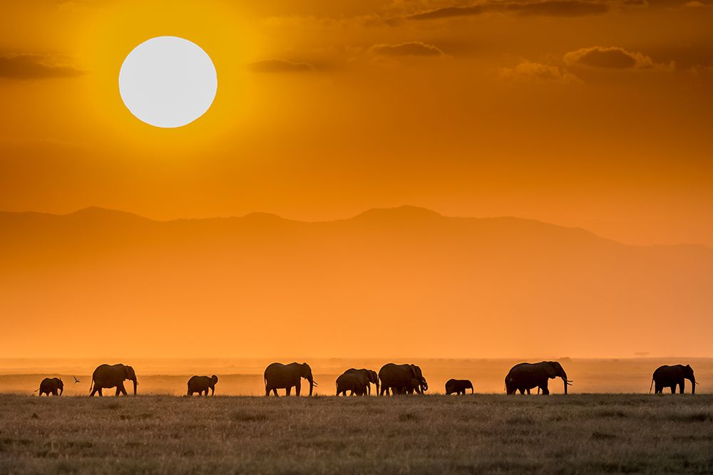 Sunrise Over Amboseli