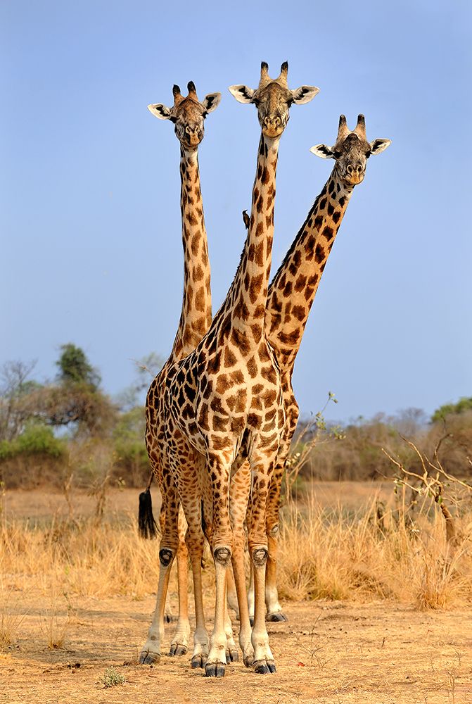 Three Headed Giraffe