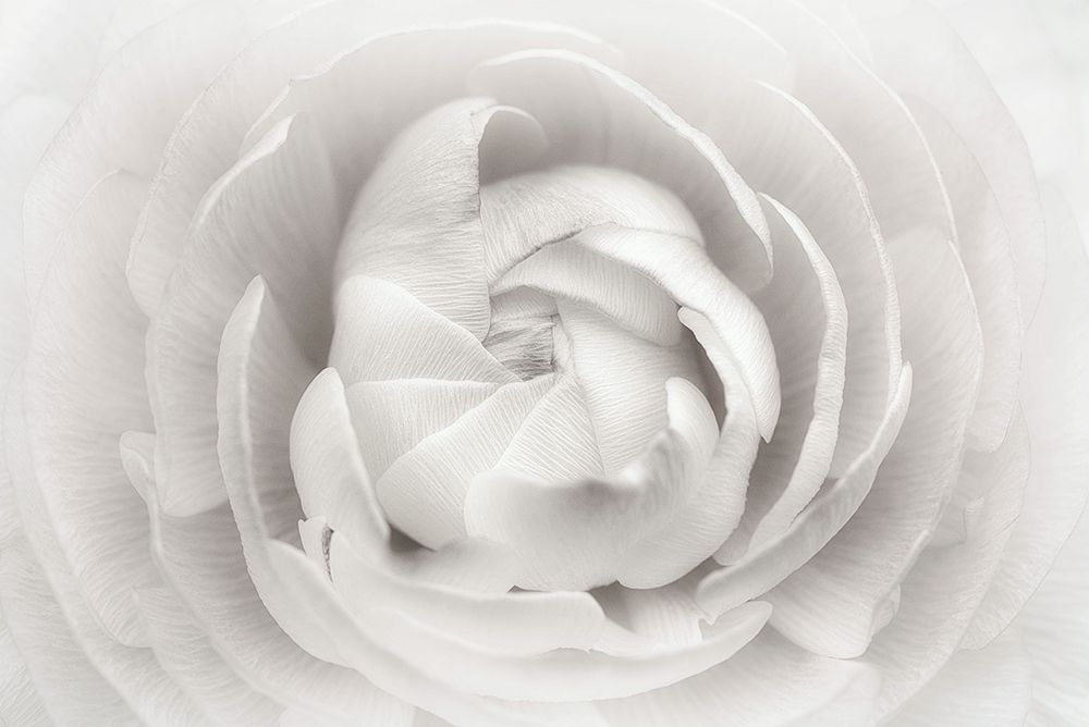 Ranunculus