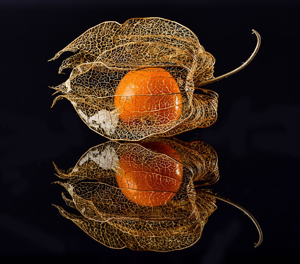 Physalis