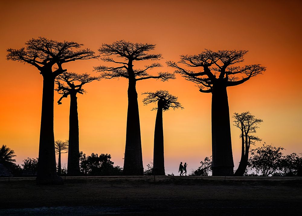 Sunset In Morondava