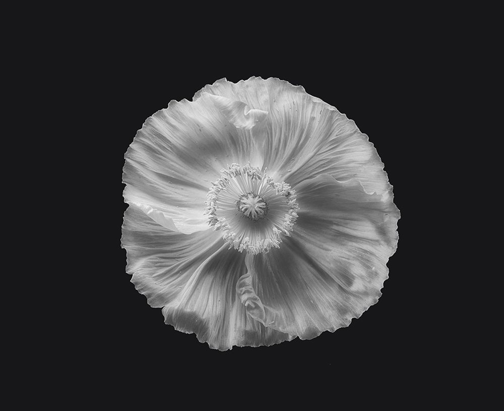 Poppy In Mono
