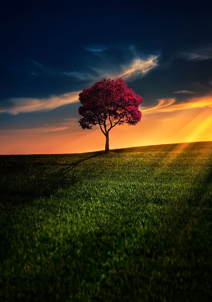 Awesome Solitude