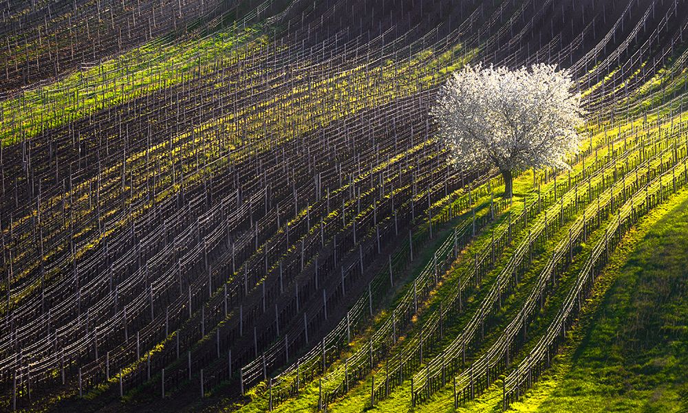 Strings Of Spring