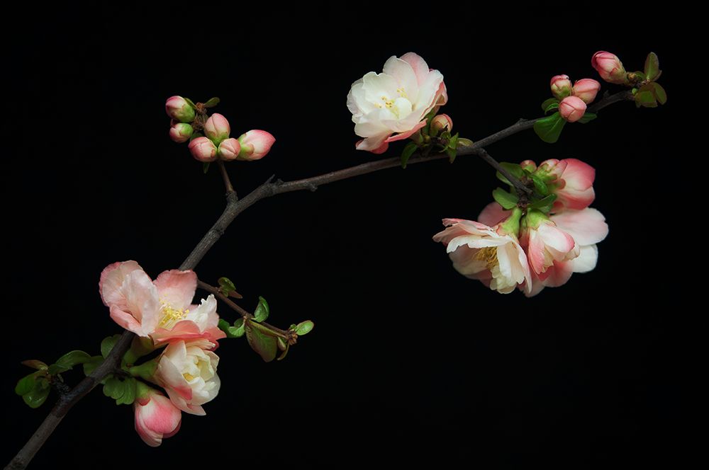 Manzano Silvestre En Flor