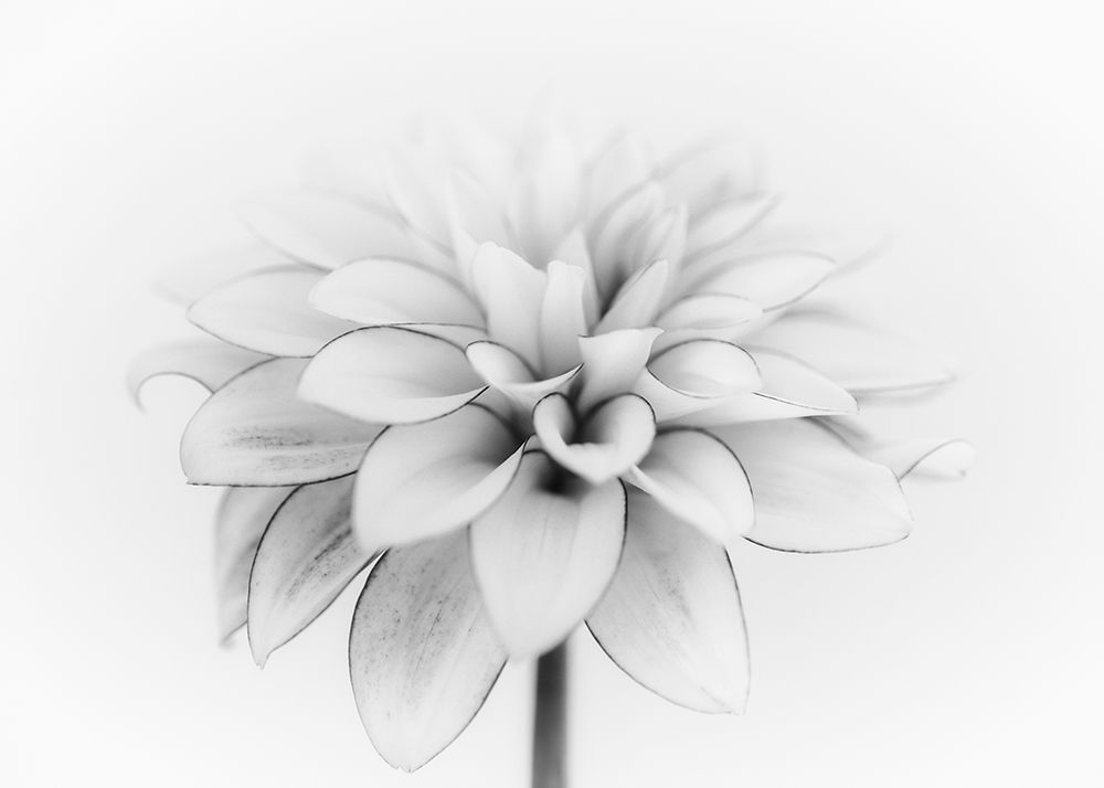 White Dahlia