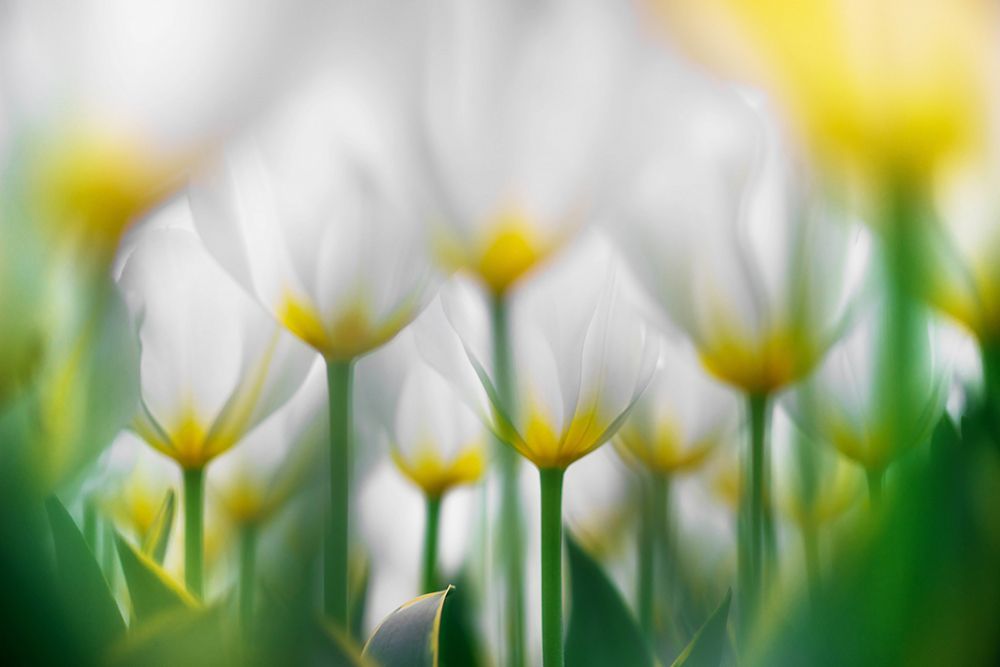 Overlapping White