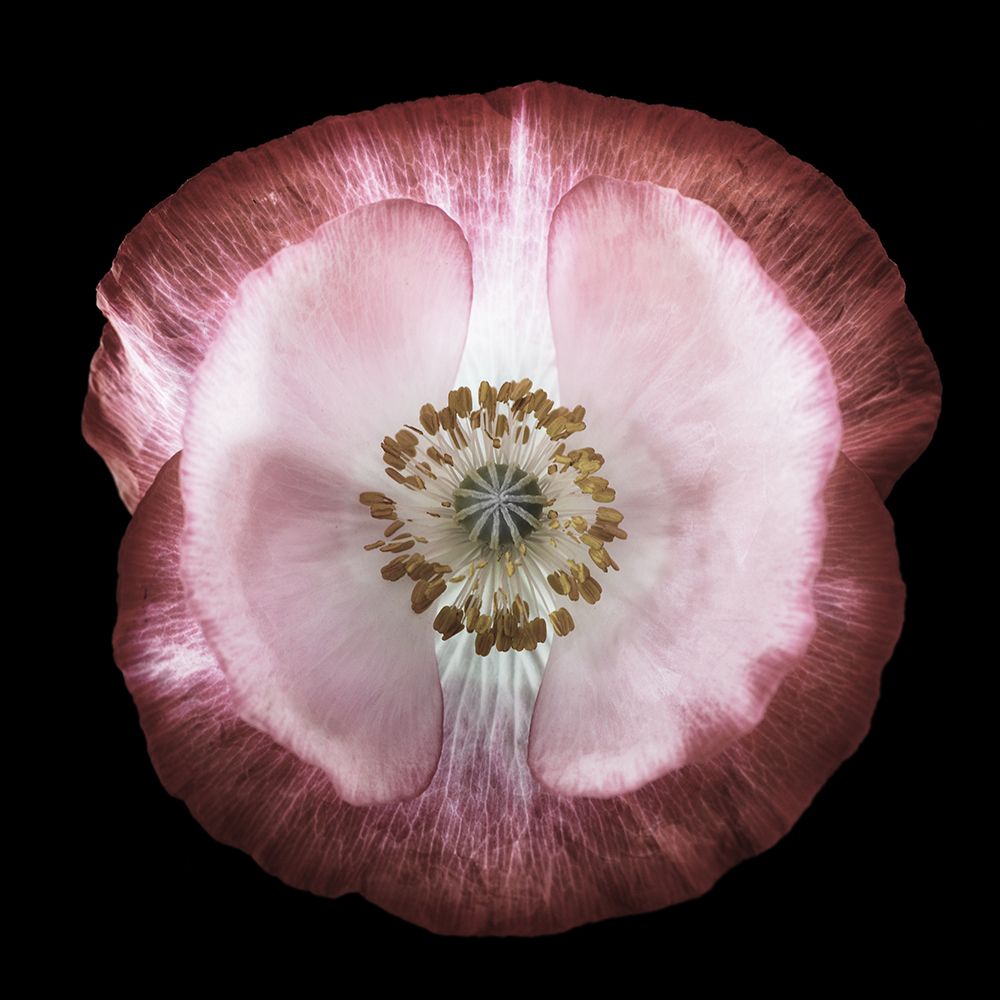 One Of Many Poppies