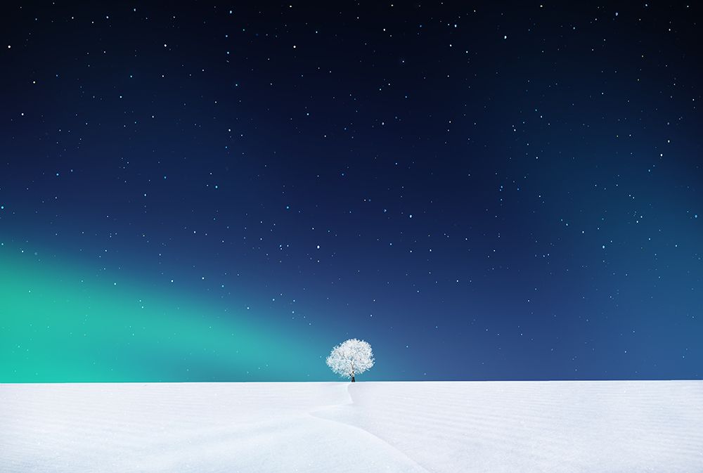Winter Tree