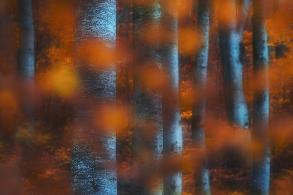 Hidden Forest