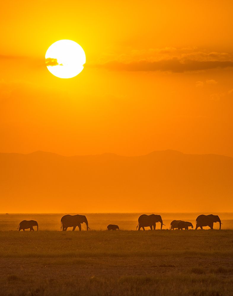Elephants At Sunset