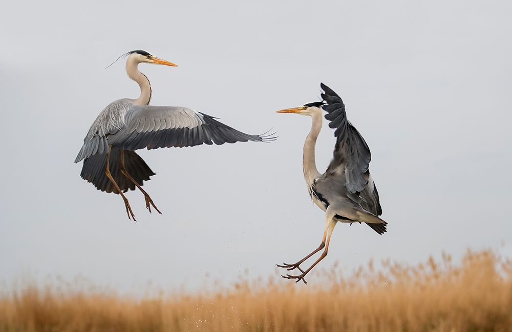 Confrontation