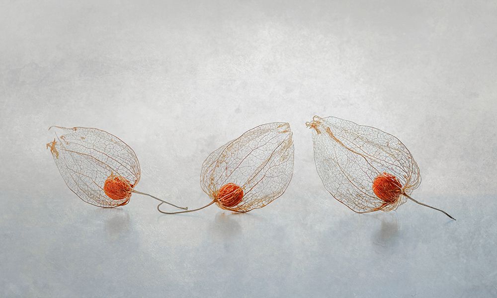 Chinese Lantern