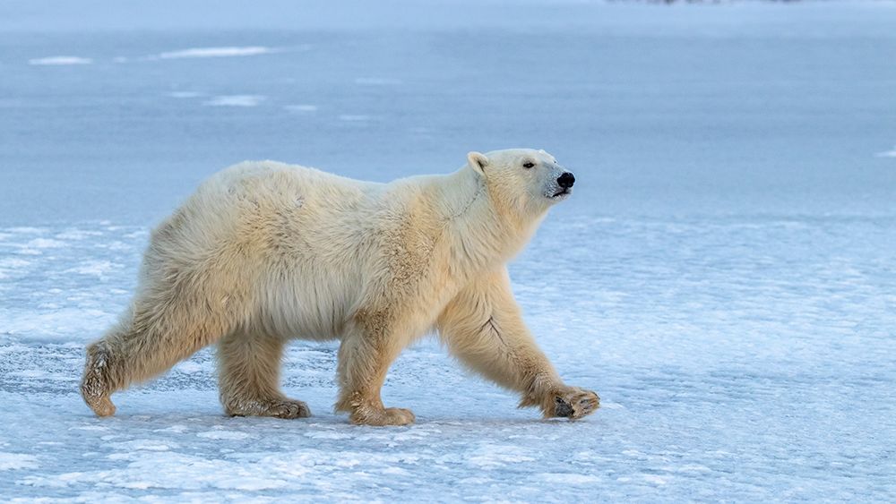 Walking On Iced Lake