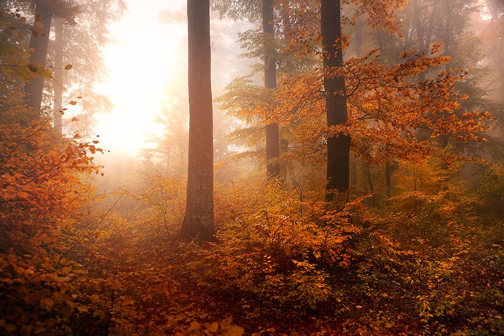 Autumn
