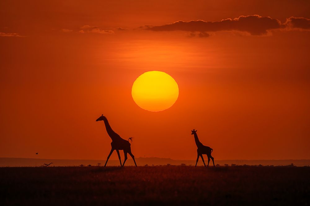 Giraffes In The Sunset