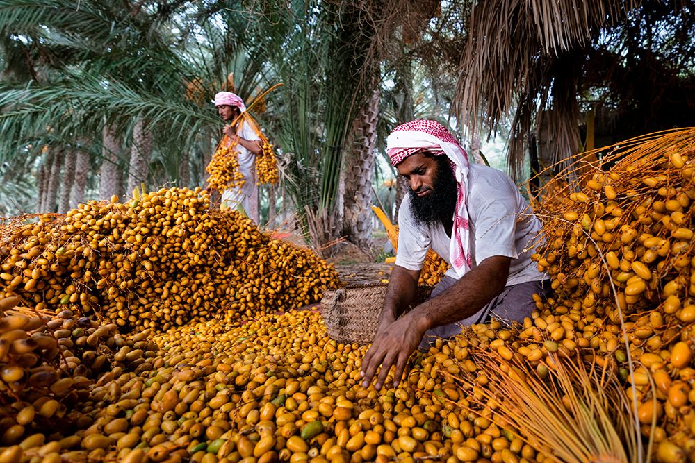 Dates Harvest