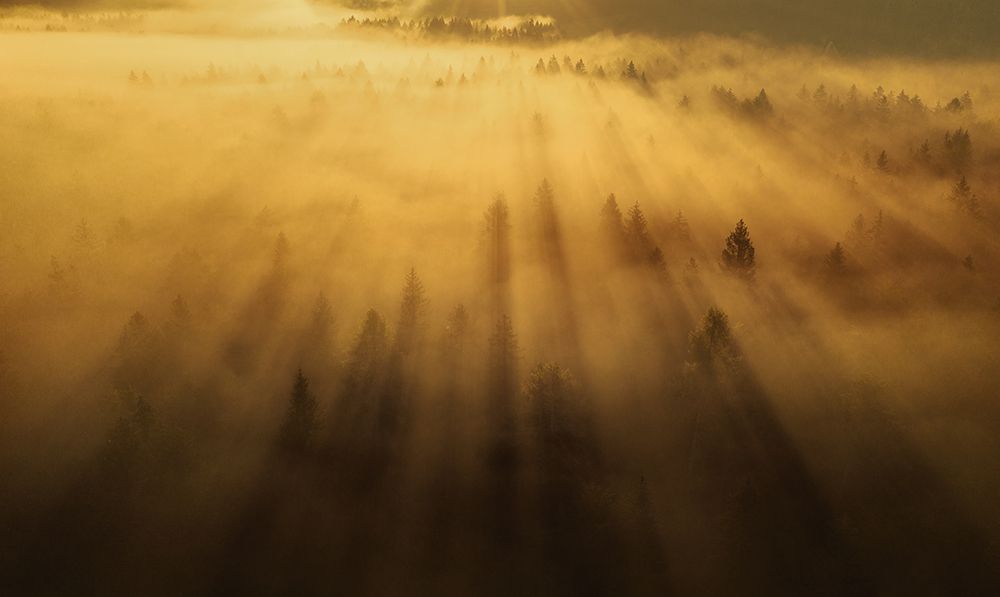 Morning In The Forest