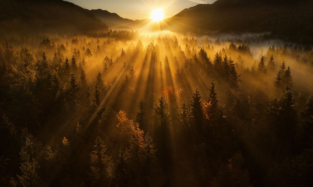 Aerial Shot Of An Autumn Forest