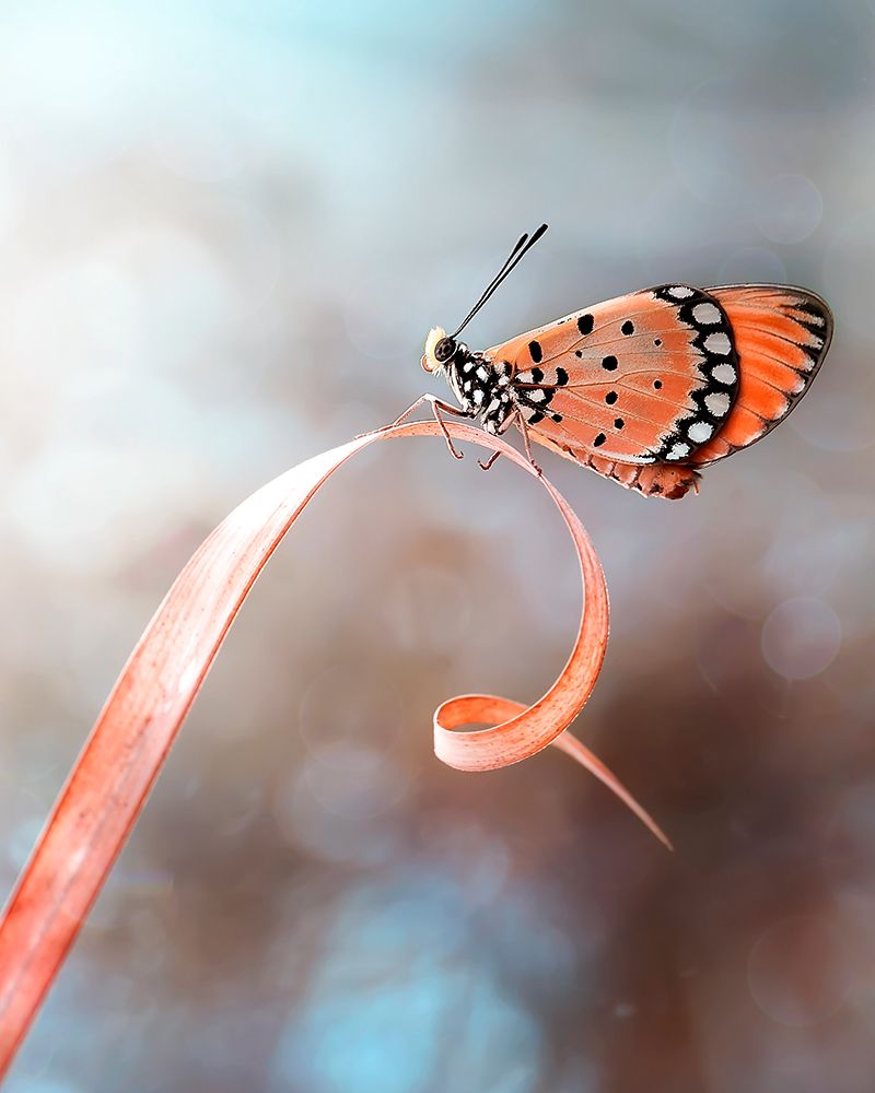 The Butterfly