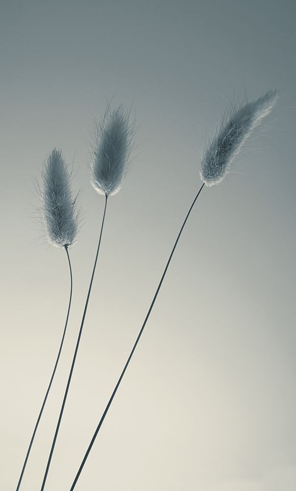 Three Of Us