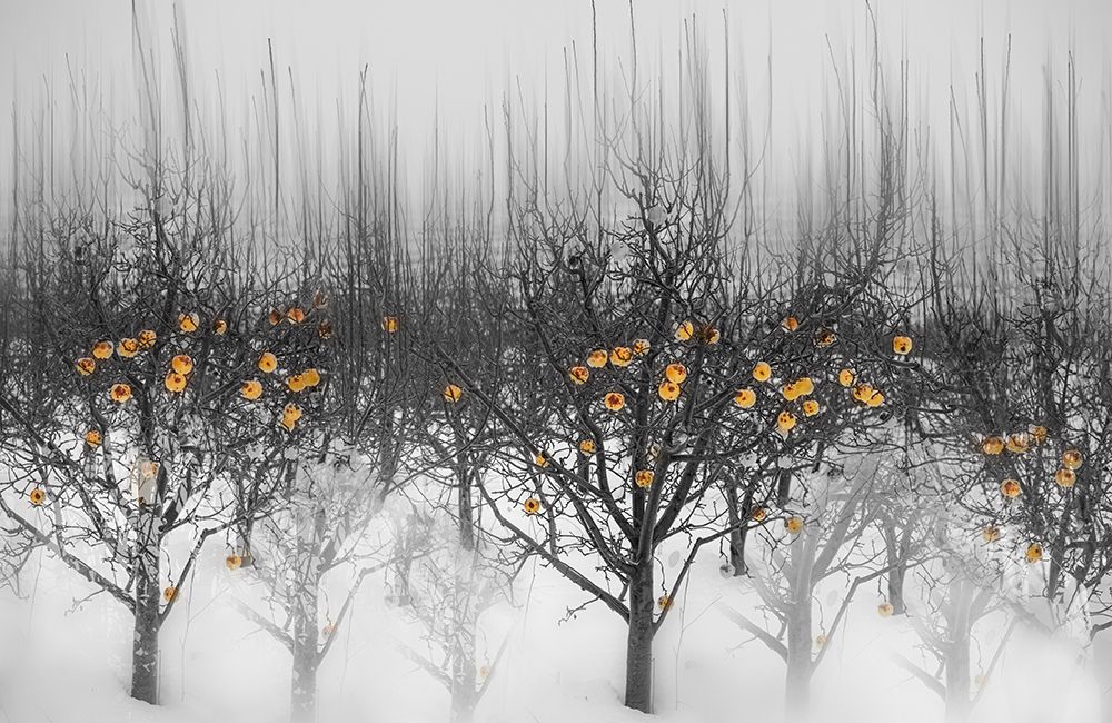 frozen yellow apples