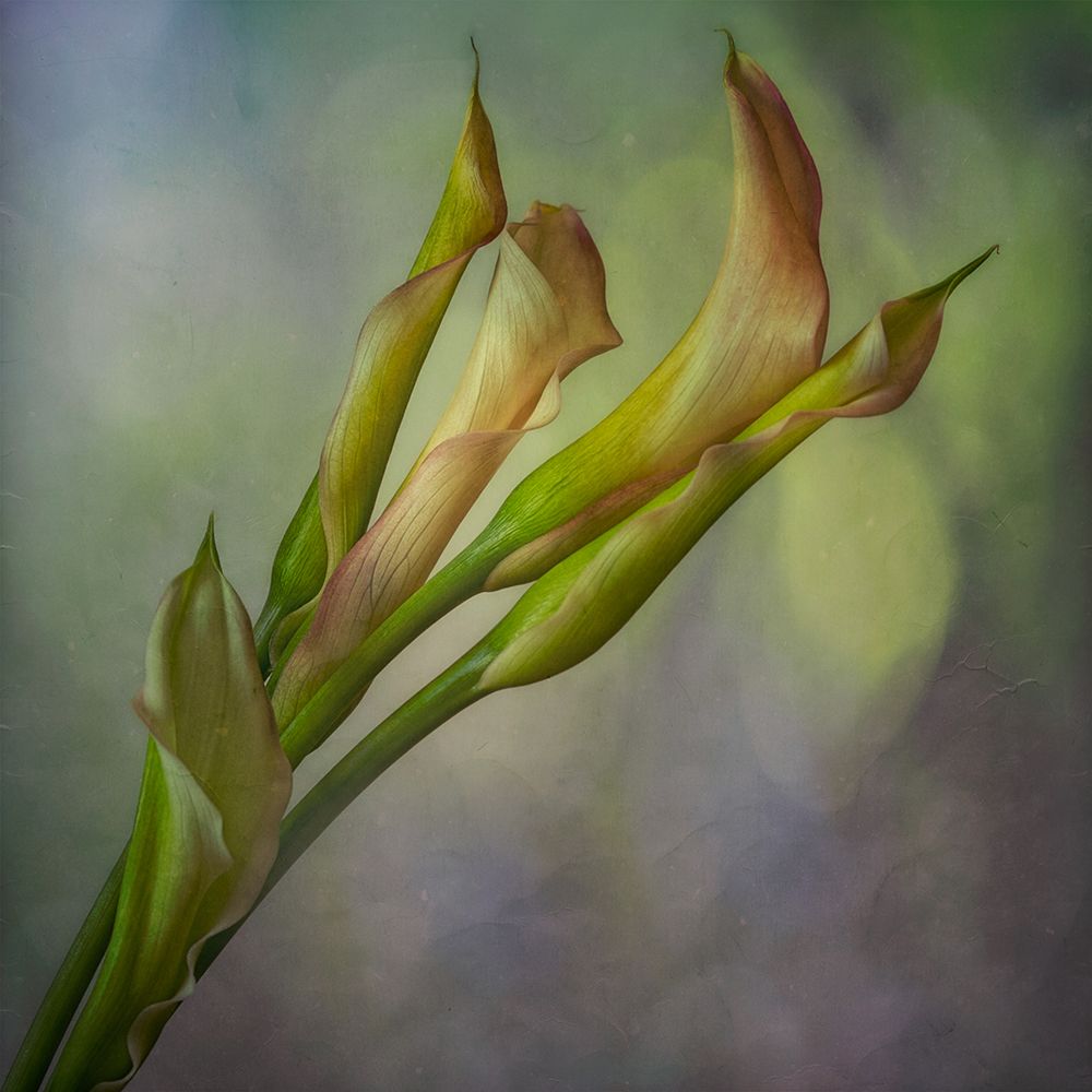 Calla Lily