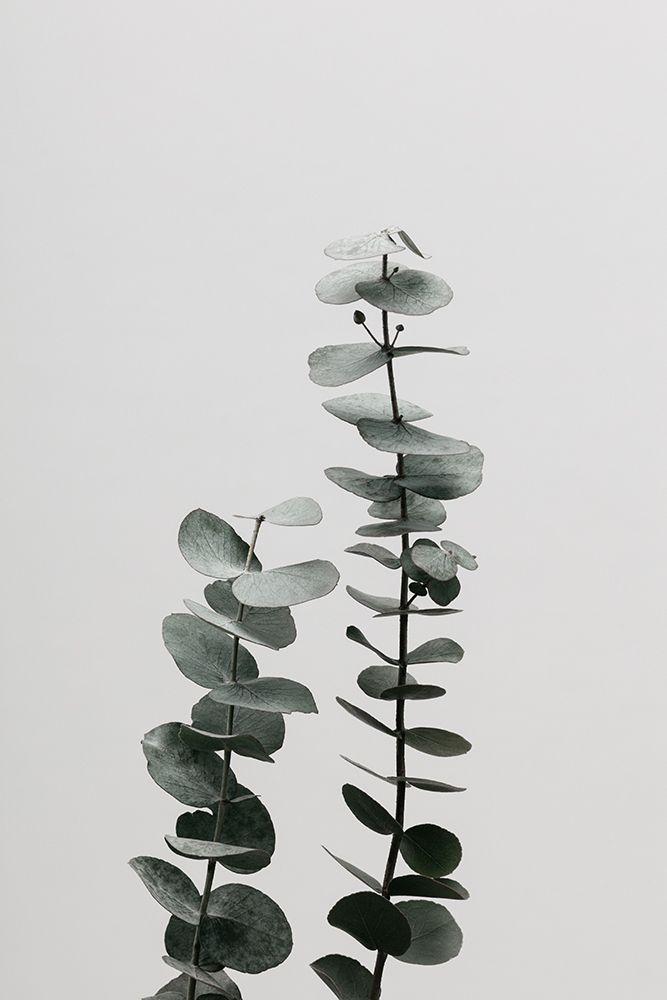 Eucalyptus Natural 03