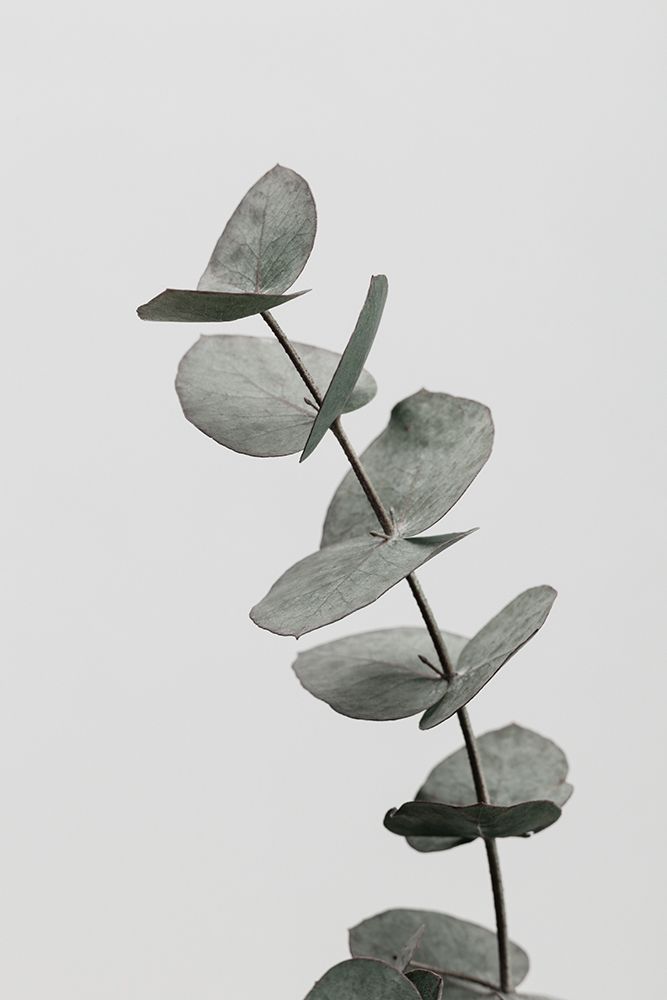 Eucalyptus Natural 06