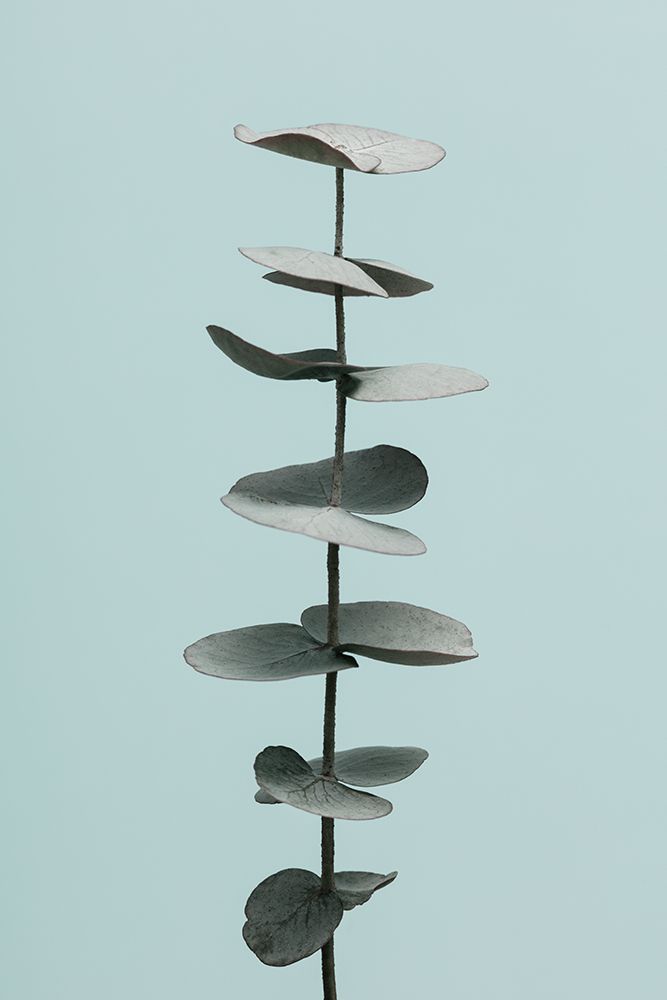 Eucalyptus Blue No 1