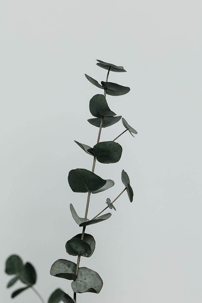 Eucalyptus Natural 10
